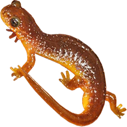 Columbia Salamander